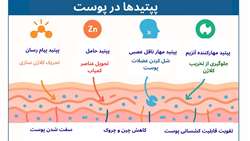 نقش پپتیدها در محصولات پوستی